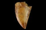 Serrated, Raptor Tooth - Real Dinosaur Tooth #149085-1